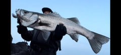 ヒラスズキの釣果