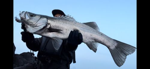 ヒラスズキの釣果