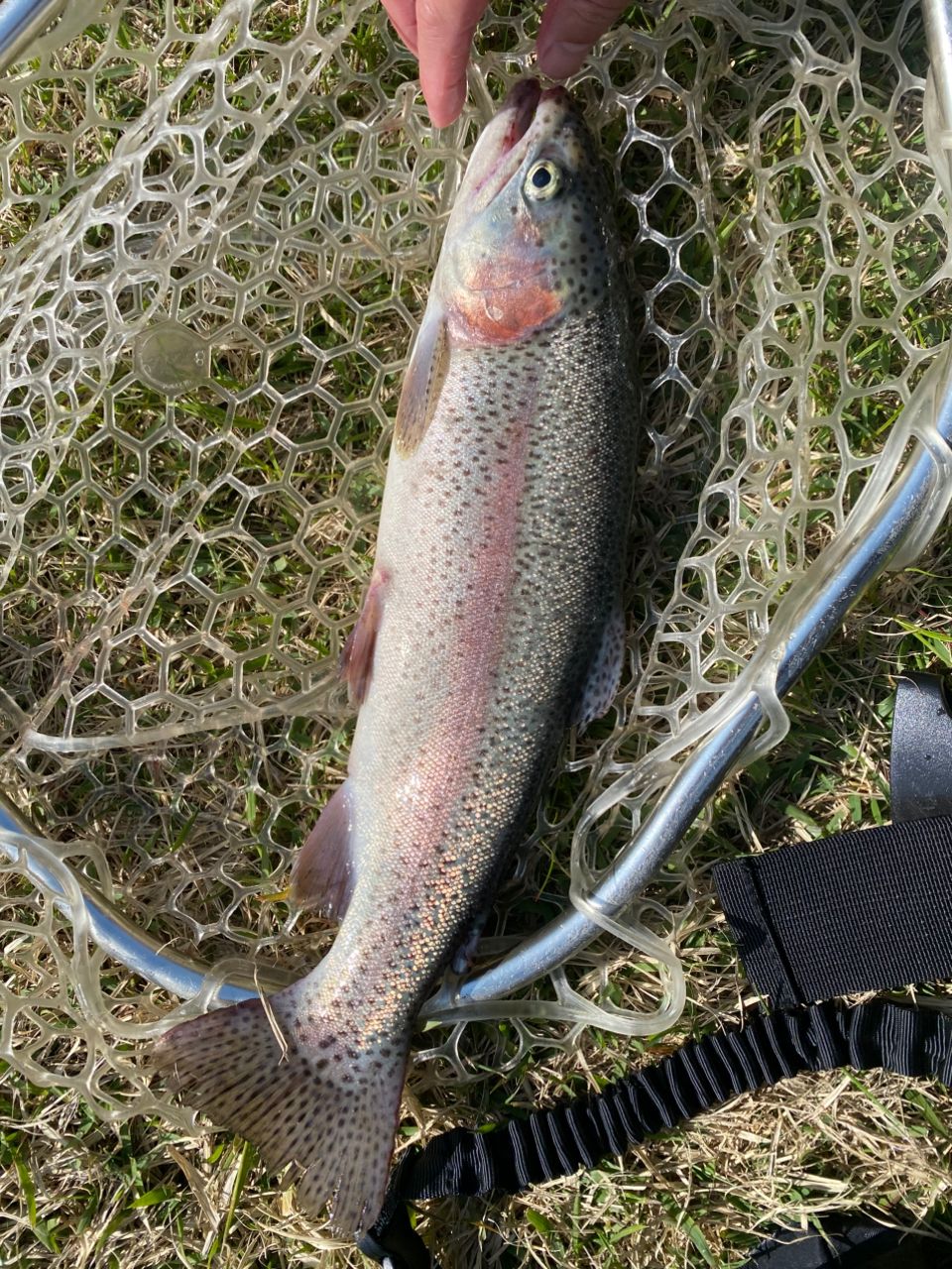 レインボートラウト