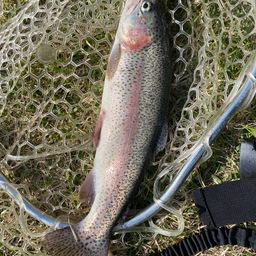 レインボートラウト