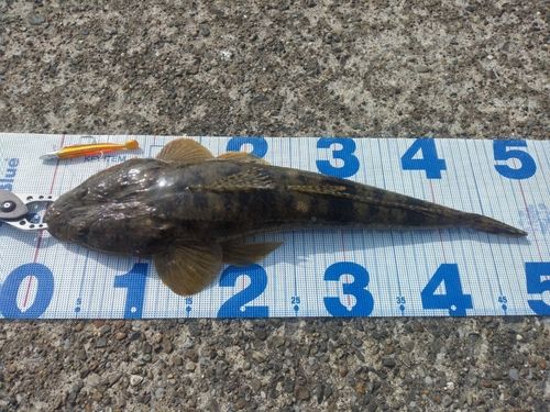 マゴチの釣果