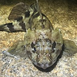 カサゴ