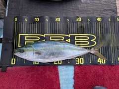 ハマチの釣果