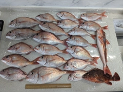 マダイの釣果