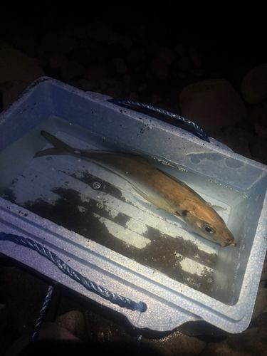 マアジの釣果