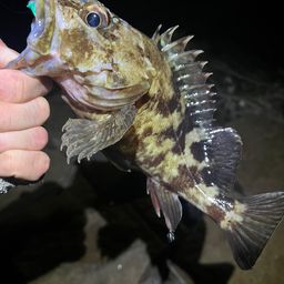 カサゴ
