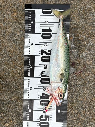 サバの釣果