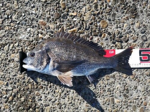 クロダイの釣果