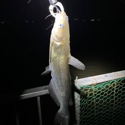 アメリカナマズ