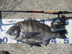 クロダイの釣果