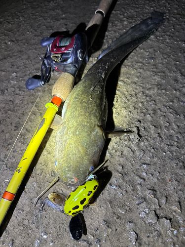 ナマズの釣果
