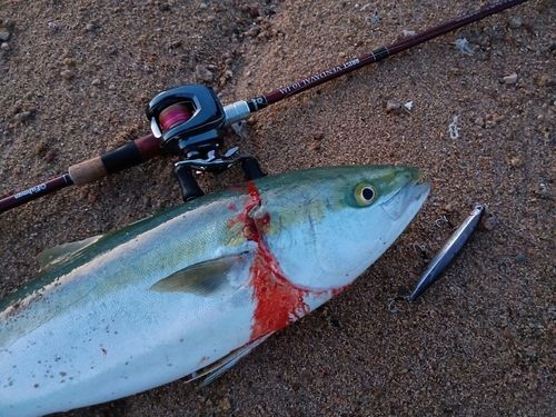 ブリの釣果