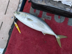 ハマチの釣果
