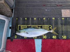 ハマチの釣果