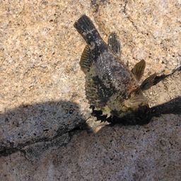 ムラソイ