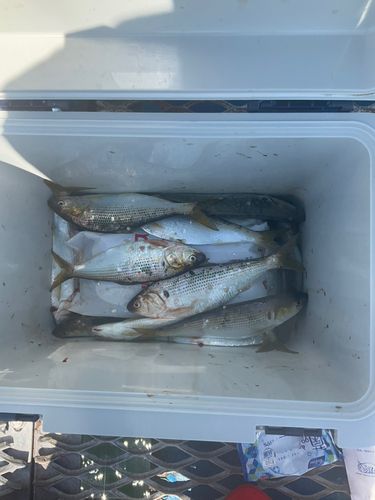 コノシロの釣果