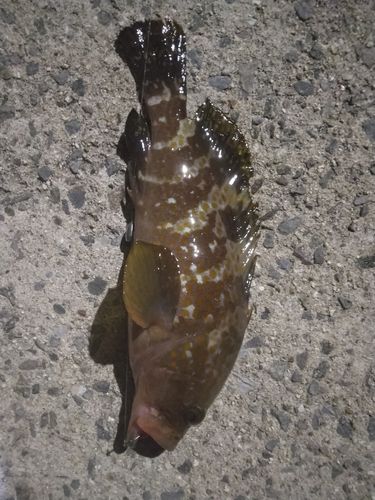 キジハタの釣果