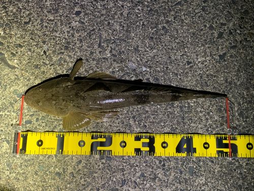 マゴチの釣果