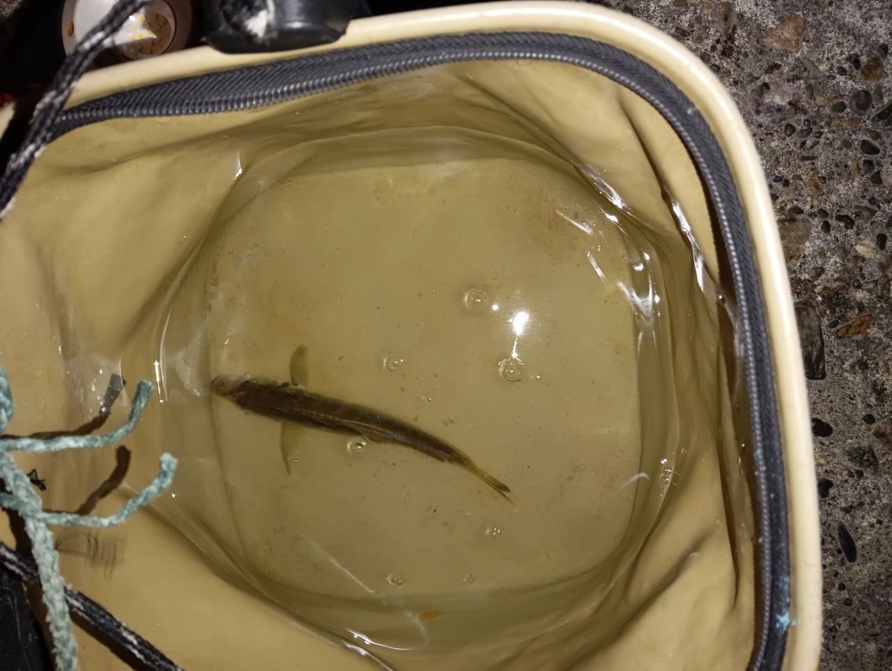 アジ