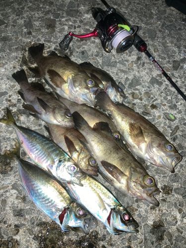 メバルの釣果