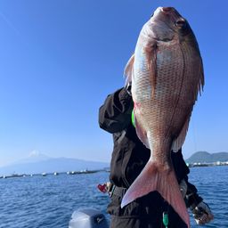 マダイ