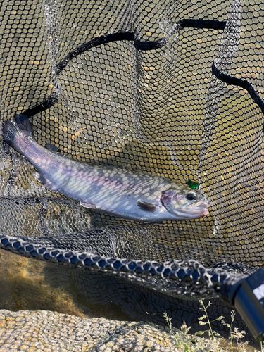 ニジマスの釣果