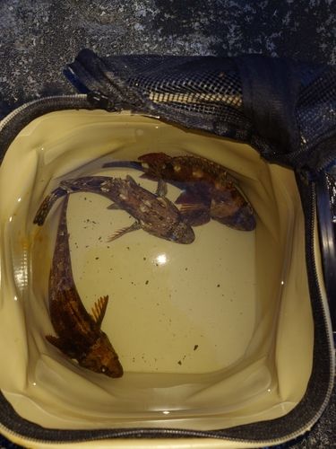 クジメの釣果