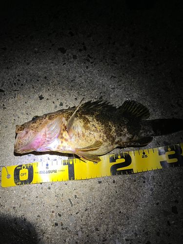 タケノコメバルの釣果