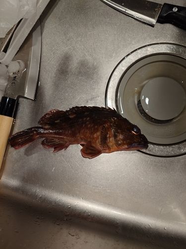 カサゴの釣果