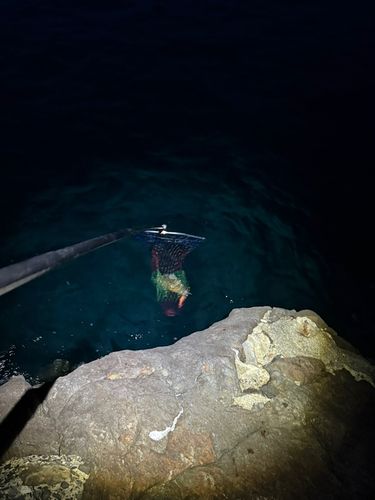 コブシメの釣果