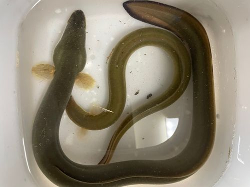 ウナギの釣果