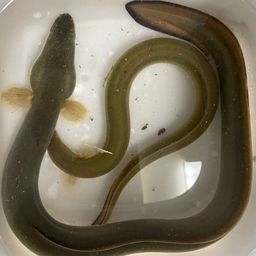 ウナギ