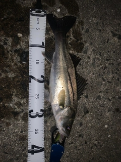 フッコ（マルスズキ）の釣果