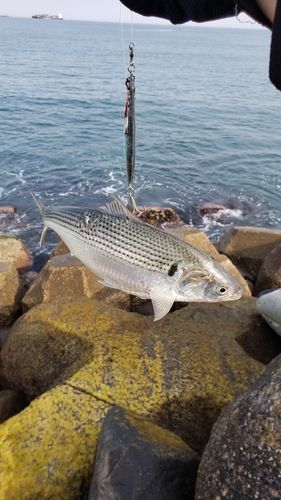 コノシロの釣果
