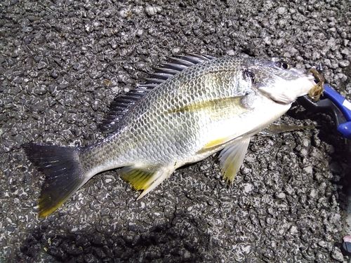 キビレの釣果