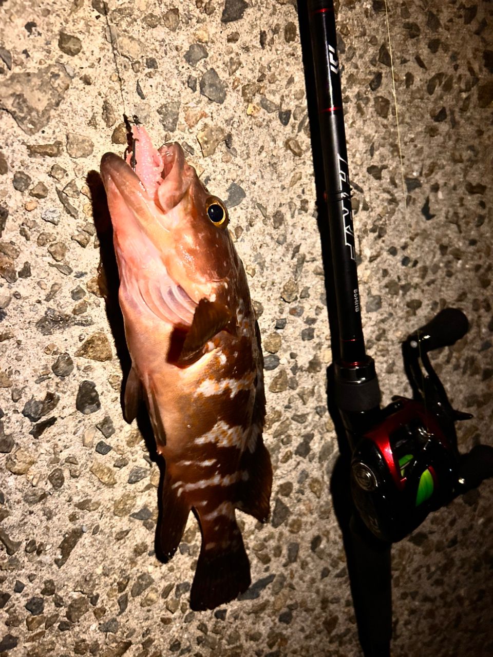 DAIWA - ダイワ　20HRF8.1TW PEスペシャル DAIWA 20HRF® PE スペシャル 8.1L-TWの最安値・インプレ・釣果