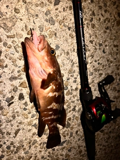 キジハタの釣果