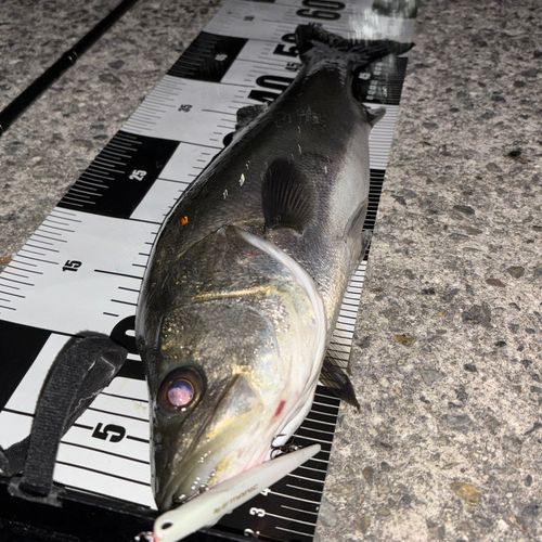 シーバスの釣果
