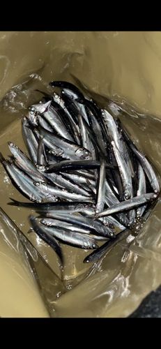 カタクチイワシ