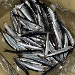 カタクチイワシ