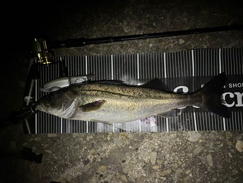 シーバスの釣果