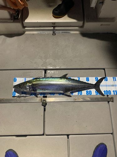 サワラの釣果