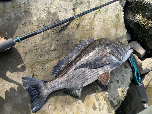 チヌの釣果