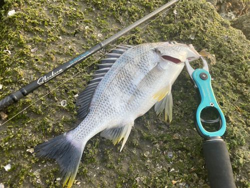キビレの釣果
