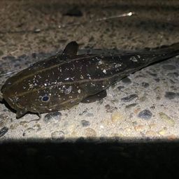 ゴンズイ