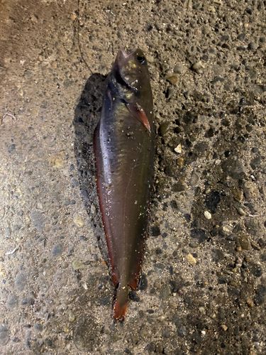 チゴダラの釣果