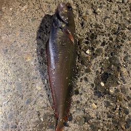 チゴダラ