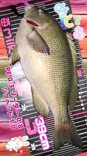 メジナの釣果