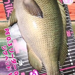 メジナ
