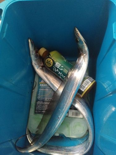 タチウオの釣果